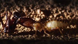 Ants Attack Termite Mounds | Natural World: Ant Attack | BBC Earth