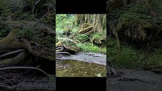 Creek stalkers