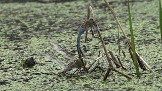 Common Green Darners Ovipositing with Snapping Turtle Watching (Anax junius)