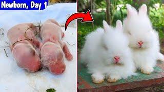 Rabbit Baby Growth Day By Day