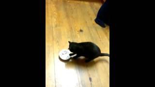 Clever simons cat contestant Mr Lexington