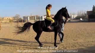 Horse's dance training