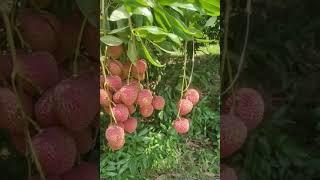 A catagori lychee | Available on IndiaMART