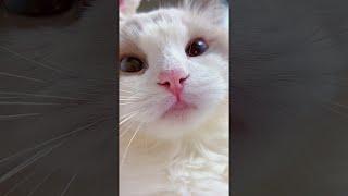  - funny cats meow baby cute compilation