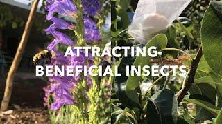 Attracting beneficial insects: top flowers to combat pests & attract pollinators