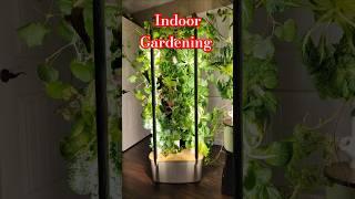 Indoor Gardening Better than Outdoor?  #gardyn #lettucegrowfarmstand #hydroponics
