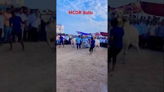 MCOR Bulls in Nar #naraharipuram #mcorbulls