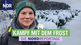 Frost, Schnee und knackiges Gemüse - Ernte-Winter im Norden | Die Nordreportage | NDR