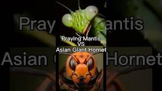 Praying Mantis VS Asian Giant Hornet  #shorts #insects #vs #comparison