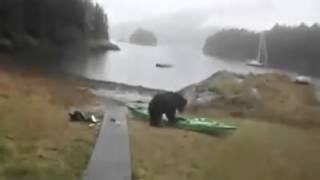 Bear Attacks Girl’s Kayak (Full Video)