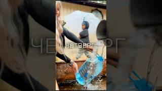 #загороднаяжизнь #рецепты #пруд #домсвоимируками #безглютена #сад #вкусно #стройка #рецепт