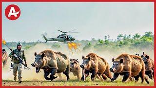 How Do American Farmers Battle Rebellious Creatures: Deal With 9 Million Invasive Hogs With Traps