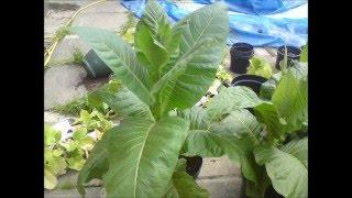 Growing tobacco in the UK
