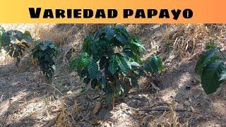 Papaya variety