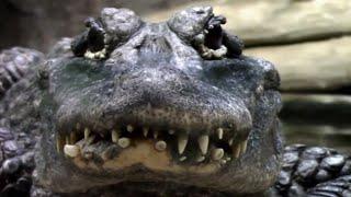 Chinese Alligator, Alligator sinensis. Critically Endangered Species.