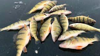 Perch Fishing Green Bay!! 12-21-24