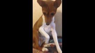 #БАСЕНДЖИ ВЕНДИ . ОТСТАНЬТЕ ))).#Basenji WENDY. Refrain))