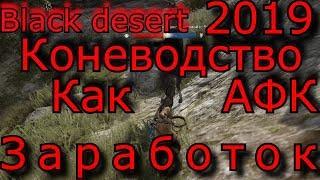 black desert  2019 Коневодство/АФК/Зароботок на прокачке Лошадей в bdo с 0-до -60 миллионов серебра