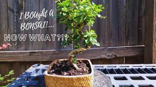 Fukien Tea Bonsai: The Ultimate Care Guide