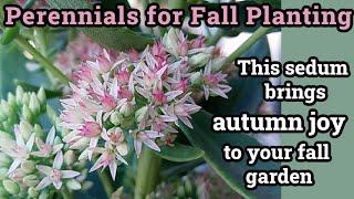 Perennials for Fall Planting | This sedum brings autumn joy to your fall garden