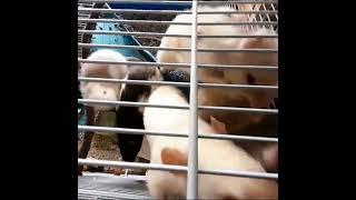 The feeding time swarm  #animalsanctuary #rescue