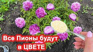 Все Пионы будут в цвету. Если внести в Июне ЭТО под куст. Удобрение для пионов