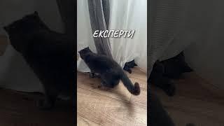 Експертна думка #ideiaukraine #shtoryideia #catlover  #шторионлайн #шториназамовлення #шториукраїна