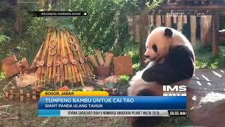 Giant Panda Jantan di Taman Safari Bogor Merayakan Ulang Tahun