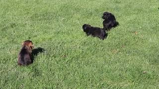 Poodle Mix Puppies For Sale