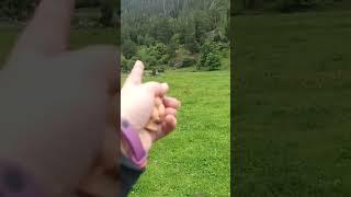 #Махар #Кчр #Кбр Как на меня лошади нападали