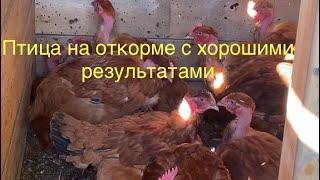 Убираем индюшек на мясо/А вот учить меня кормлению птицы точно не надо/ Вы сначала смогите как Я