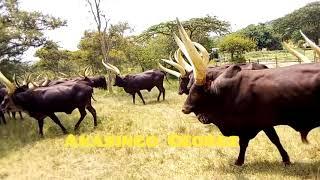 Ente zenyankore (Ankore cows)Inyambo