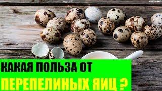 Какая польза от перепелиных яиц?