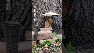 #squirrel breakfast #backyard #wildlife
