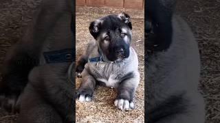 Most Powerful Breed In the World 'TURKISH KANGAL DOG'  #shorts