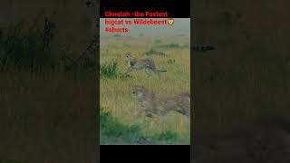 Cheetah the fastest bigcat vs wildebeest #shorts #viral #discovery #bigcat #wildanimals #attack