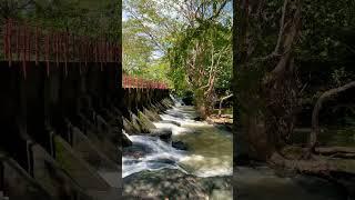 Village anicut spilling with heavy rain ️ #shorts #rain #spilling #beauty #nature #irrigation