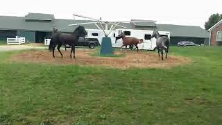 Thoroughbred horses have fun playing and working off energy on the hot walker machine.