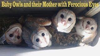 Baby Owls and their Mother with Ferocious Eyes in my Office