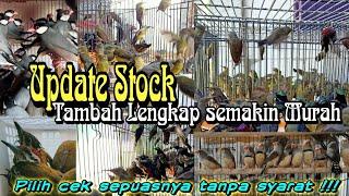 Updaet stok burung.!!! di pengepul burung terbesar jawa timur