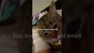 My cats reaction  #subscribe #viral #like #cats #funny