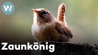 Zaunkönig: Kleiner Vogel, große Stimme!