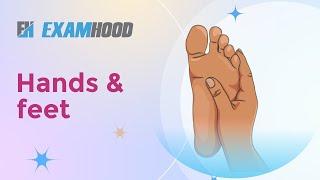 Hands and Feet (The Human Body)