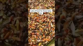 This Is How They Breed $1 Million Worth of Koi! #shorts #koifish #japanesekoi