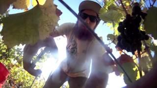 Gresser vineyard harvest 2012