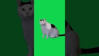 HuH Cat meme Green Screen|Funny Cat Memes|Animal meme #funny #videos #fails #comedy