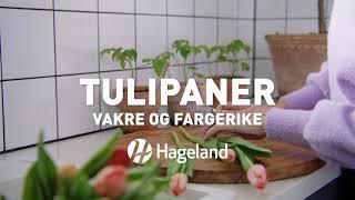 Tulipaner - Vakre og fargerike