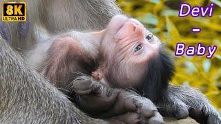 Viral Scene of Devi newborn of Wild Animals in Angkor Park.....| MONKEY Jenifer