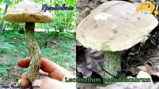 Грабовик или Обабок серый | Leccinellum pseudoscabrum