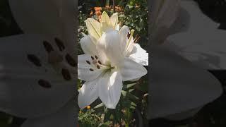 Lilium candidum ||White Asiatic Lilly|| winter gardening |Nature| Winter flower|#shorts